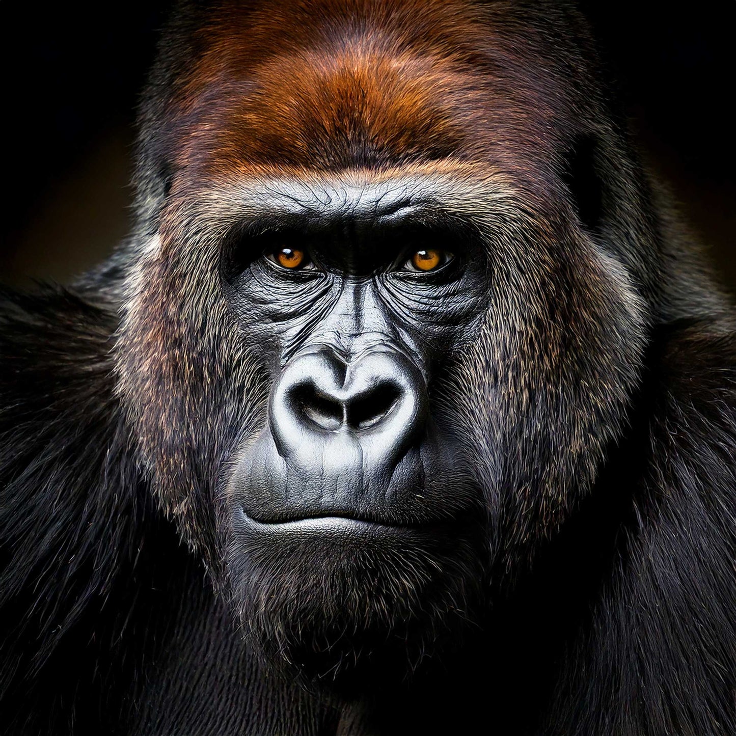 King Gorilla